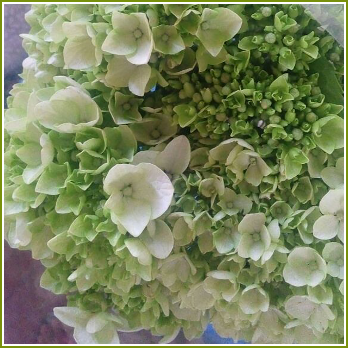 Hydrangea mini-Green